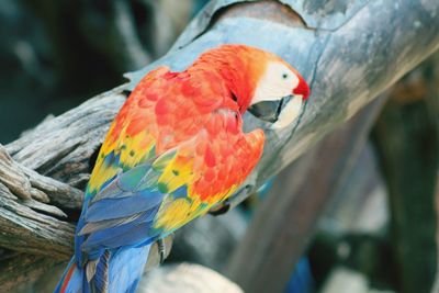 Close-up of parrot perching on branch