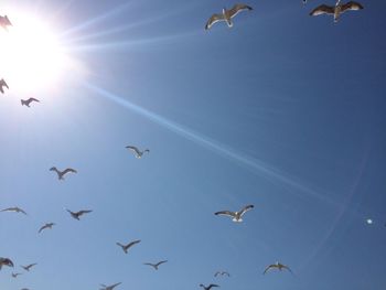 Low angle view of birds flying in sky