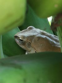 Close-up of frog on leaf