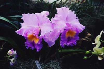 Close-up of wet pink flowers