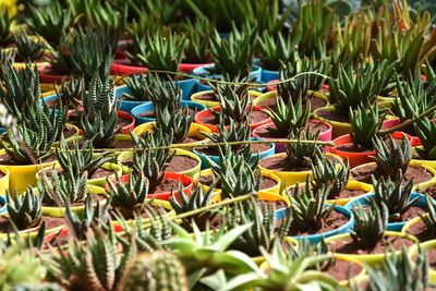 Close-up of succulent plants for sale