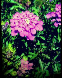 Close-up of pink flowers