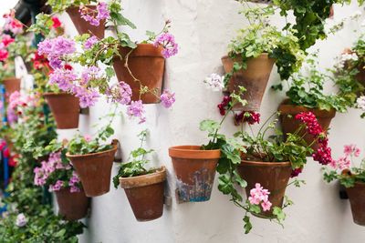 Flower pots mounted on wall