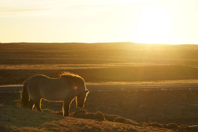 View of a horse on field during sunset