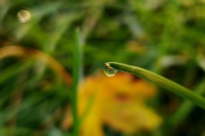 Close-up of wet plant