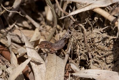 Close-up of lizard on ground