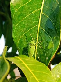 Close-up of insect on leaf