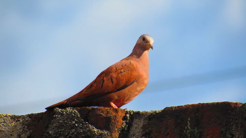 Bird perching on rock