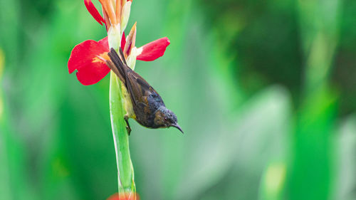 Close-up of butterfly on flower