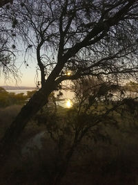Silhouette bare trees against sky during sunset