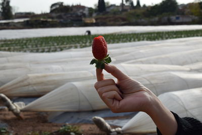 Close-up of hand holding strawberry against greenhouses 