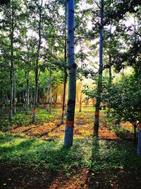 Trees in forest