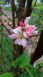 Close-up of pink flowers blooming on tree