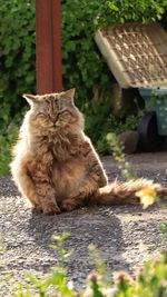 Portrait of cat sitting on footpath