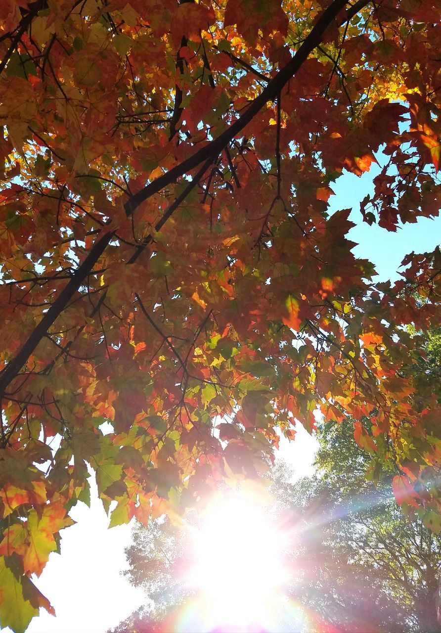 LOW ANGLE VIEW OF MAPLE TREE