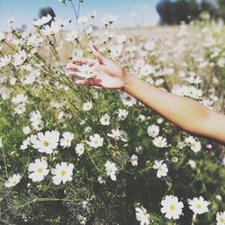 Low angle view of hand on flowering plant