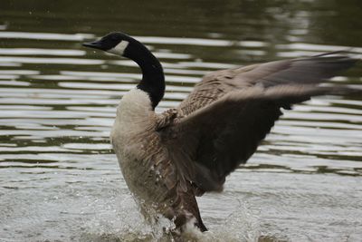 View of birds in water