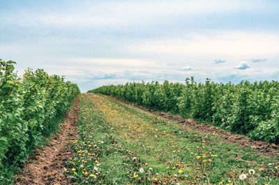 Currant bushes are planted in field in rows. green berry bushes