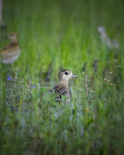 High angle view of bird on land