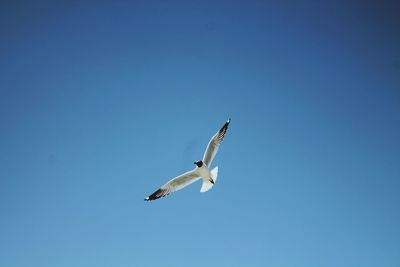 Low angle view of seagull flying against clear sky