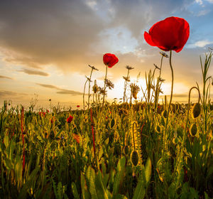 Poppy flowers growing in field