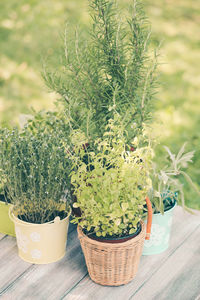 High angle view of potted plants on table