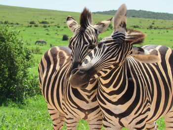 Twin zebras . black and white. 
