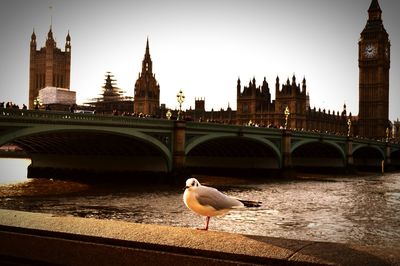 Seagulls perching on bridge over river in city