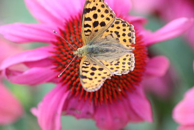 Close-up of butterfly on pink flower