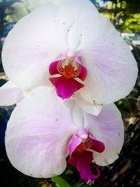 Close-up of pink flower blooming outdoors