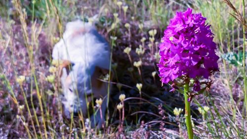 Close-up of purple crocus flowers on field