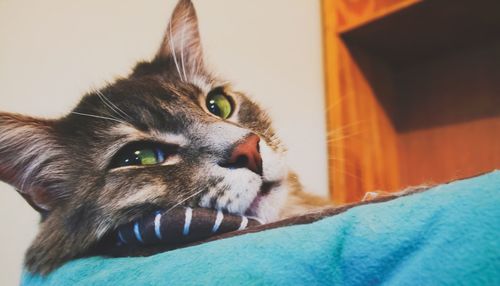 Close-up portrait of a cat at home