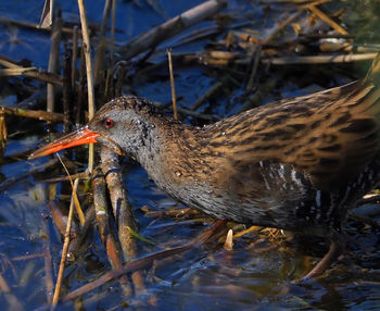 Close-up of birds in lake