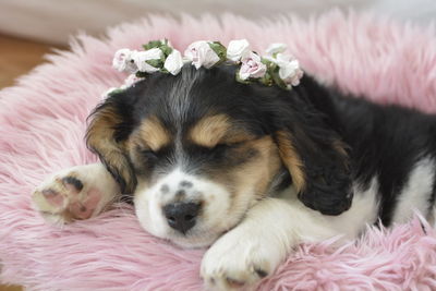 Close-up of dog resting on bed