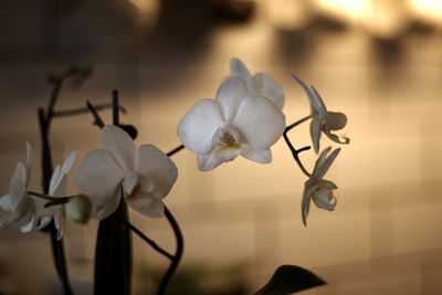 Close-up of flowers against blurred background