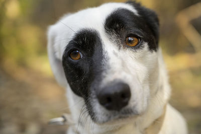 Close-up portrait of dog