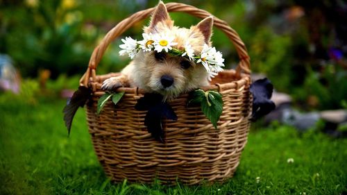 Close-up of puppy in basket