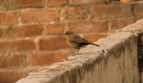 Bird perching on wall