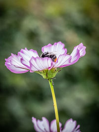 Close-up of purple pink flower