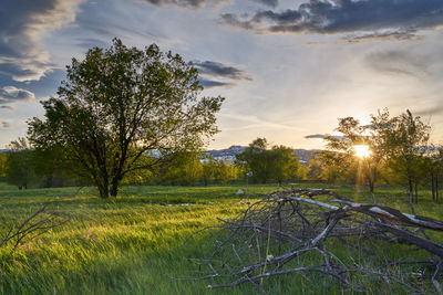 Trees on field against sky during sunset