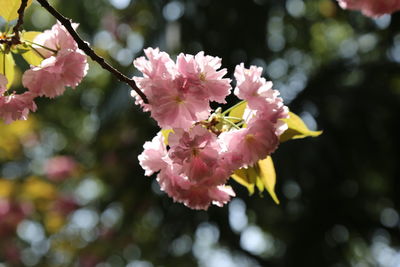 Close-up of pink cherry blossom