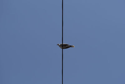 Low angle view of bird perching on cable against clear sky