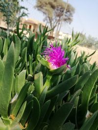 Close-up of flowers in water