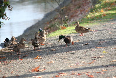 Flock of birds on footpath