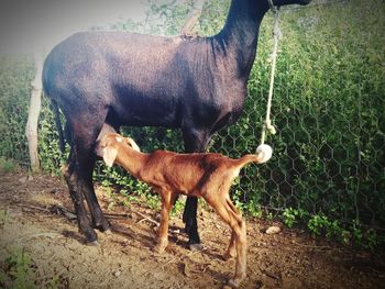 Horse standing in farm