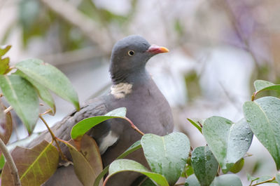 Close-up of bird perching on leaf