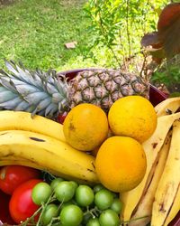 High angle view of fruits growing on plant