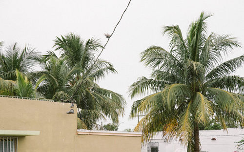 Palm trees against sky