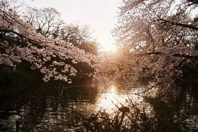 Reflection of trees in lake