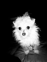 Close-up portrait of dog against black background